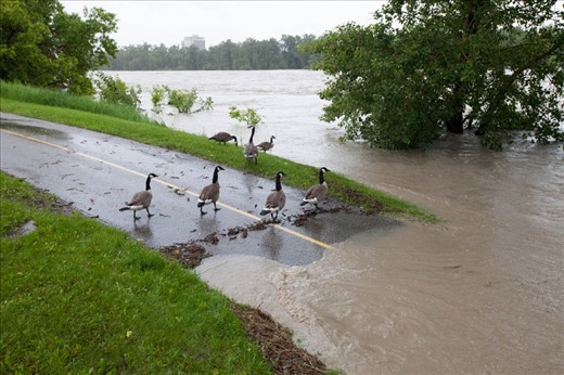 Canadian Geese unaffected by the swollen Bow River. Tens of thousands of people less able to adapt to this rapid change in water levels. 