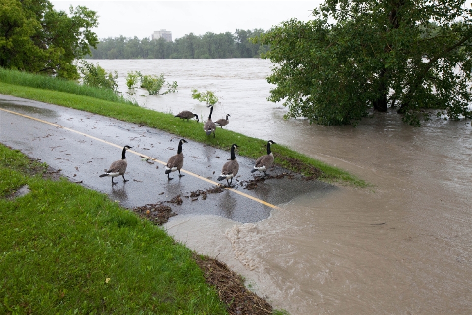 Canadian Geese unaffected by the swollen Bow River. Tens of thousands of people less able to adapt to this rapid change in water levels. 