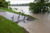 Canadian Geese unaffected by the swollen Bow River. Tens of thousands of people less able to adapt to this rapid change in water levels. : by dansmythphoto, Views[499]