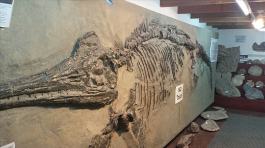 Patagonia is home to world class fossils, including this wonderful ichthyosaur specimen 