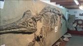 Patagonia is home to world class fossils, including this wonderful ichthyosaur specimen : by dapike615, Views[298]