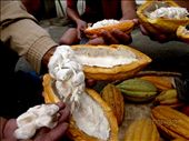 Fresh cacao seeds with pulp: by darediva, Views[692]
