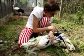 Miruna takes care of a wounded stork, in Cristian, somewhere in the centre of Romania, in August 2010. She and her husband founded in 2007, right in their own backyard, a rehabilitation center for injured storks.: by darkenge, Views[558]