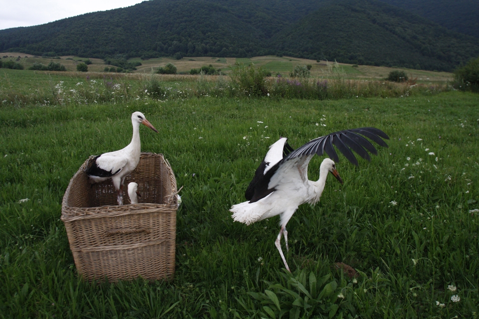 Storks are released from captivity near Cristian city, somewhere in the centre of Romania, in July 2010. Miruna and her husband have founded in 2007, right in their own backyard, a rehabilitation center for injured stork