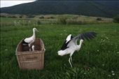 Storks are released from captivity near Cristian city, somewhere in the centre of Romania, in July 2010. Miruna and her husband have founded in 2007, right in their own backyard, a rehabilitation center for injured stork: by darkenge, Views[316]