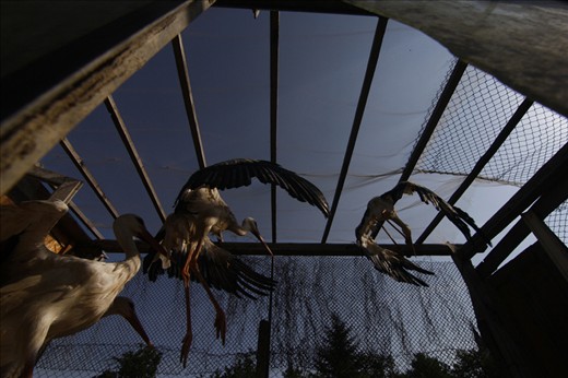 Storks are seen in captivity in Cristian city, somewhere in the centre of Romania, in June 2013. Miruna and her husband have founded in 2007, right in their own backyard, a rehabilitation center for injured storks.