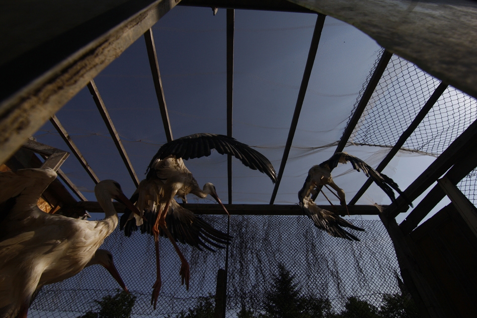 Storks are seen in captivity in Cristian city, somewhere in the centre of Romania, in June 2013. Miruna and her husband have founded in 2007, right in their own backyard, a rehabilitation center for injured storks.