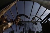 Storks are seen in captivity in Cristian city, somewhere in the centre of Romania, in June 2013. Miruna and her husband have founded in 2007, right in their own backyard, a rehabilitation center for injured storks.: by darkenge, Views[290]