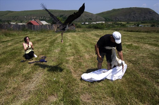 Storks are released from captivity near Cristian city, somewhere in the centre of Romania, in july 2010. Miruna and her husband have founded in 2007, right in their own backyard, a rehabilitation center for injured storks.