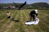Storks are released from captivity near Cristian city, somewhere in the centre of Romania, in july 2010. Miruna and her husband have founded in 2007, right in their own backyard, a rehabilitation center for injured storks.: by darkenge, Views[496]