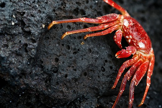 Walking along the coast of Kona in Hawaii I spotted little black crabs. I was pleasantly surprised to find this bright red husk of a crab, that shed its shell, still clinging to the lava rocks.