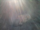 enjoying the rays.......: by darshika, Views[407]