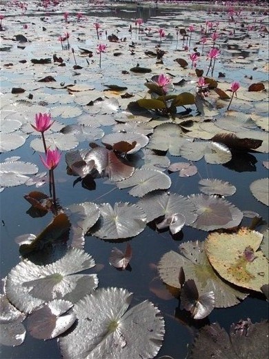 lilly pads reflection of life