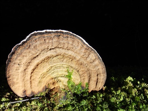 Beautiful Fungie hidden inbetween Reflections