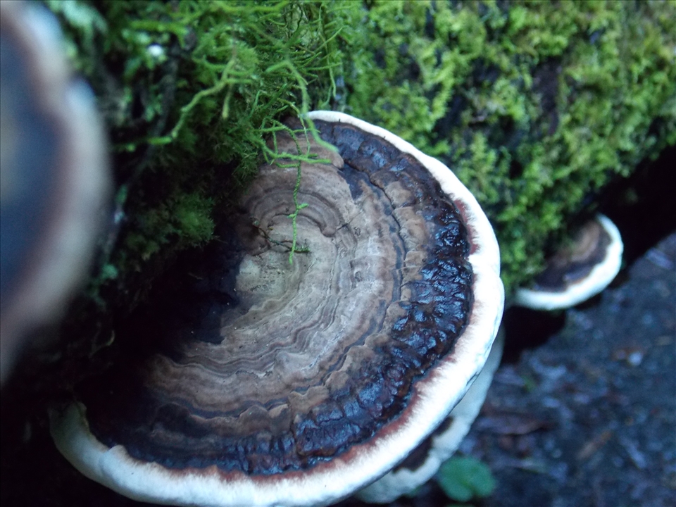 Beautiful Fungie hidden inbetween Reflections x 2