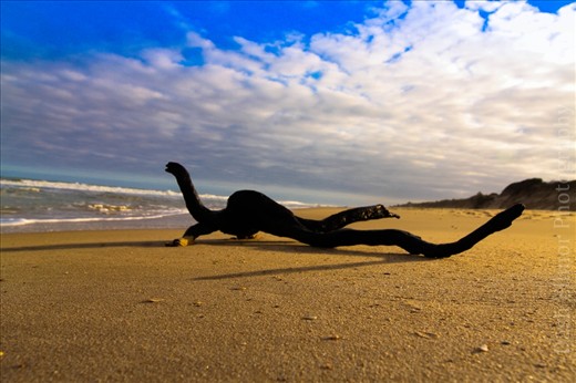 A full day road trip to Gippsland Victoria. Photographic based only. Sea Spray is 4 hours drive from my home so this was a great whole day adventure. Moved drift wood around to create better shots