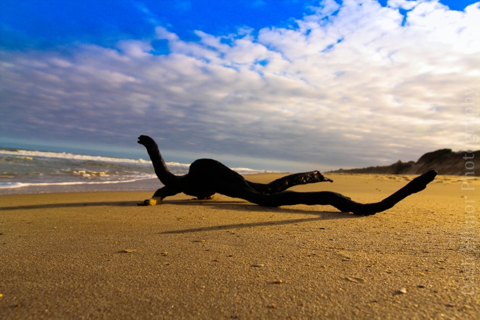 A full day road trip to Gippsland Victoria. Photographic based only. Sea Spray is 4 hours drive from my home so this was a great whole day adventure. Moved drift wood around to create better shots