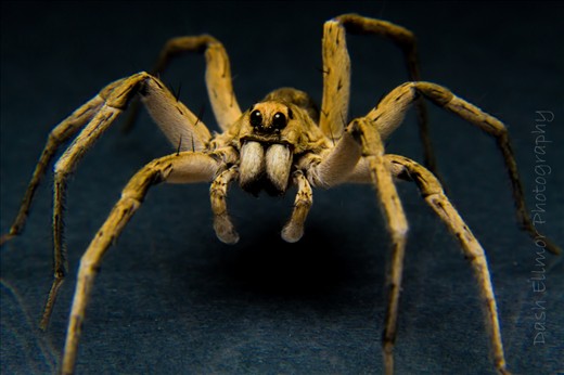 Sitting in my garage with Dale and out of the corner of my eye i saw this little creature. Wolf spider. We both jumped up, Dale grabbed one of our lights and conveniently i had a camera already set up. We encouraged this guy onto a stand and began shooting, he was a great subject as he stood still for ages. When he jumped we both hit the roof. love it