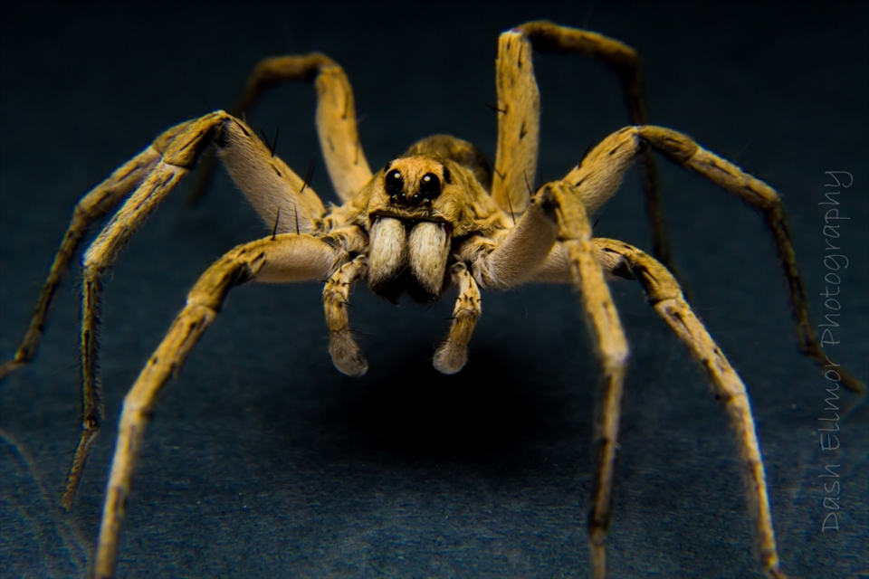 Sitting in my garage with Dale and out of the corner of my eye i saw this little creature. Wolf spider. We both jumped up, Dale grabbed one of our lights and conveniently i had a camera already set up. We encouraged this guy onto a stand and began shooting, he was a great subject as he stood still for ages. When he jumped we both hit the roof. love it