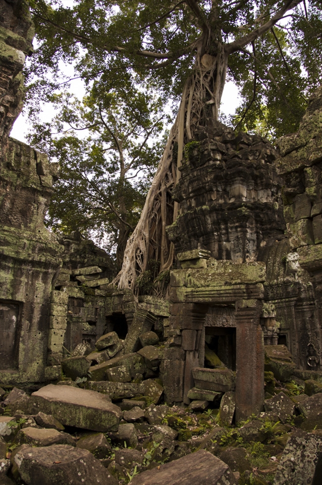 Not all of the Angkor temples are preserved as time and nature take it over.
