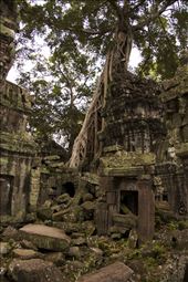 Not all of the Angkor temples are preserved as time and nature take it over.: by davefranz, Views[244]
