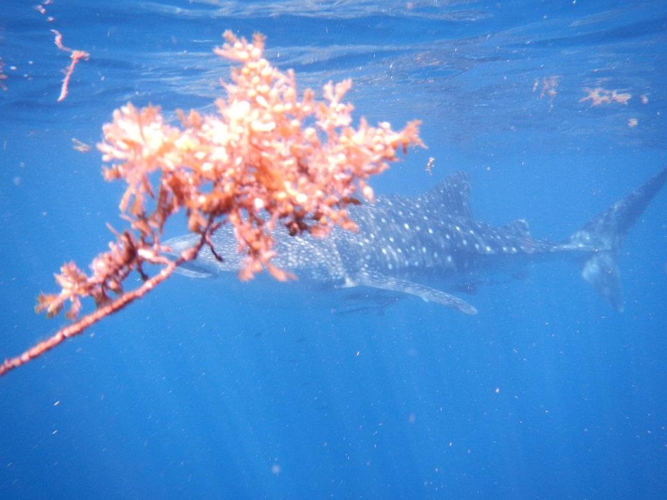 It was rough seas and lots of seaweed was dislodged. It brings the shot balance 