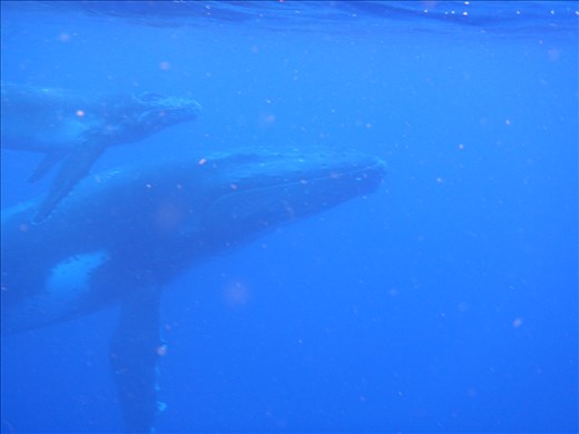 40 ton Mother and calf. Family, caring, gentle; I love working in nature. 