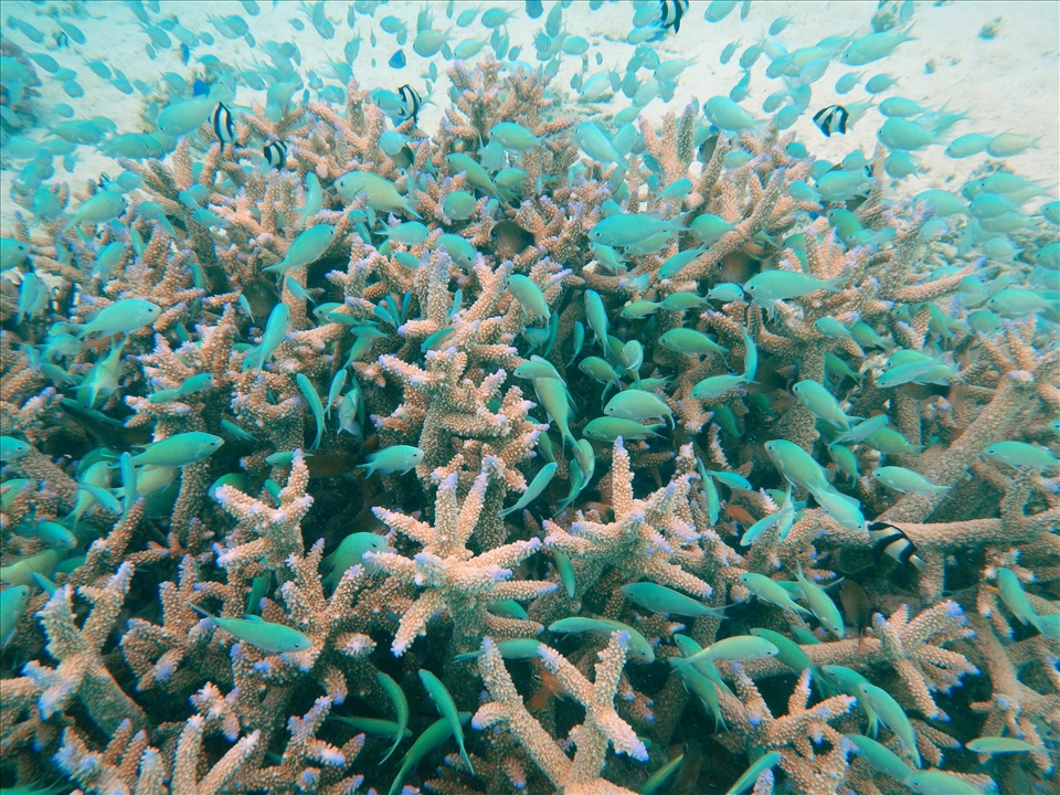 I fear scenes like this flourishing reef will become a rare thing.