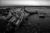 The beach was littered with drift wood of a million differant shapes and sizes.: by davevphotography, Views[334]
