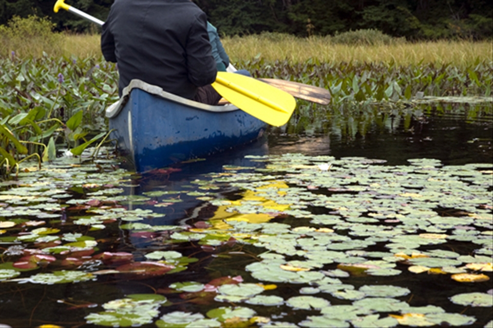Yellow blade with water lily