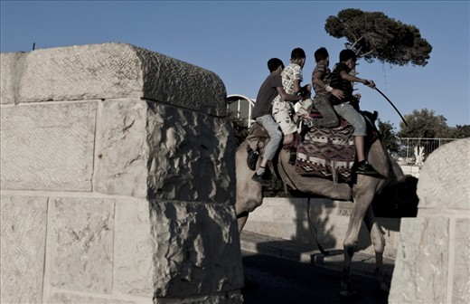 4 kids and a camel on the mont of olives