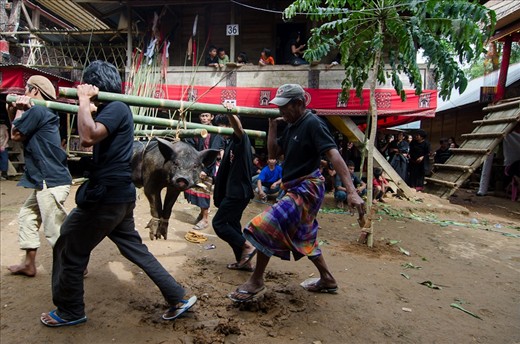 Traditional animist beliefs have persisted despite the Christian influence of Dutch colonization.  Animal sacrifice continues to be an important feature of the funeral proceedings, being a major conduit to aiding the deceased in their journey into the afterlife.  Pigs are sacrificed as gifts of food that the deceased can give to their ancestors when they arrive.