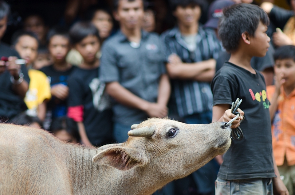 Water buffalo are sacrificed to help assure the deceased a quick journey into the afterlife.  The number sacrificed depends on the social status of the person; in this case, more than 30 water buffalos over three days.