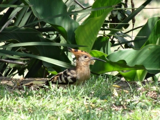 Hoopoe on the lawn