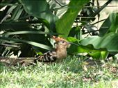 Hoopoe on the lawn: by davidt, Views[219]