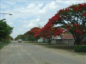 Colourful Bulawayo: by davidt, Views[528]