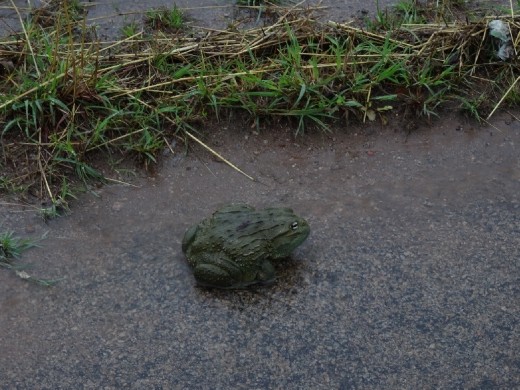 A Bullfrog after rain in Bulawayo