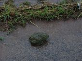 A Bullfrog after rain in Bulawayo: by davidt, Views[434]