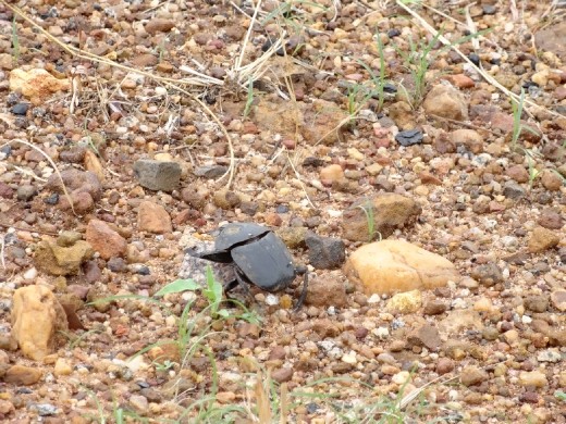 a Dung Beetle