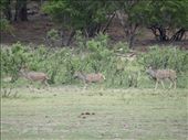 Kudu: by davidt, Views[212]