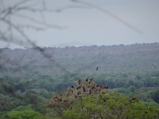 A treefull of vultures