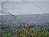 A treefull of vultures: by davidt, Views[244]