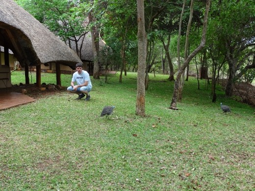 Guineafowl outside our lodge
