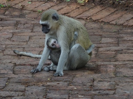 A vervet monkey and baby