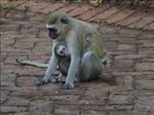 A vervet monkey and baby: by davidt, Views[379]