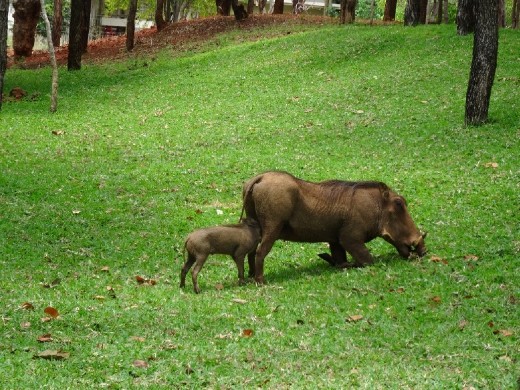 Feeding time for baby warthog