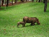 Feeding time for baby warthog: by davidt, Views[279]
