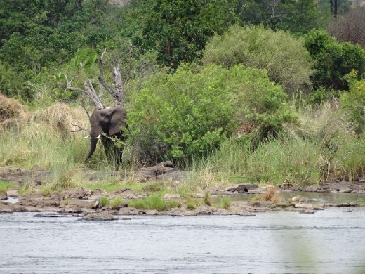 My first wild elephant