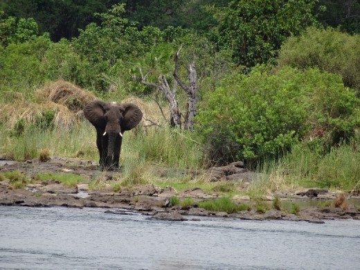 Another shot of the elephant