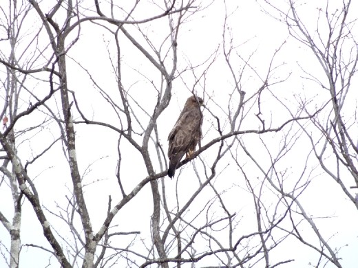 An immature Yellow Billed Kite